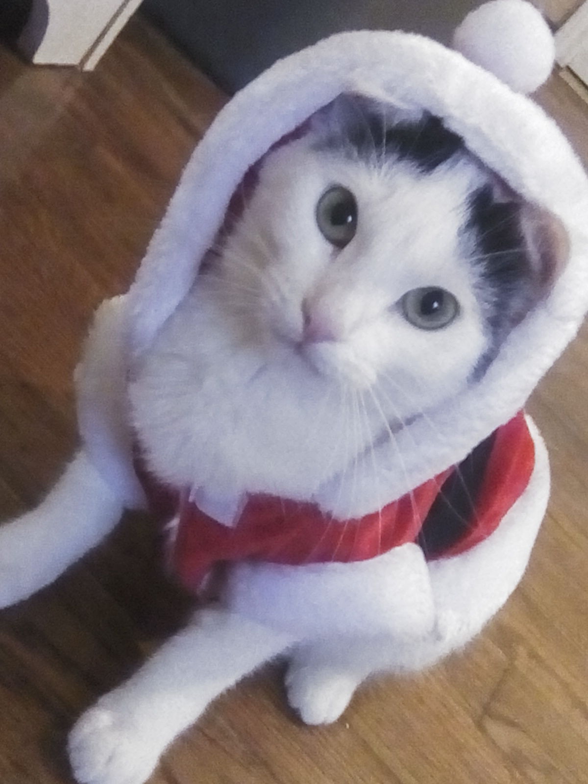 The Times Cutest Pets of Winter 2018
